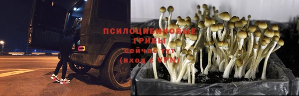 индика Балабаново