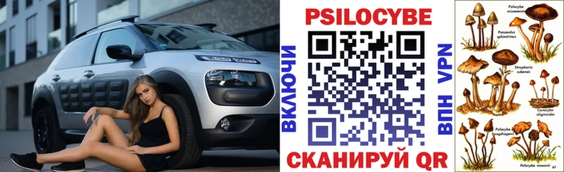 купить  сайты  Черняховск  Галлюциногенные грибы Psilocybe 